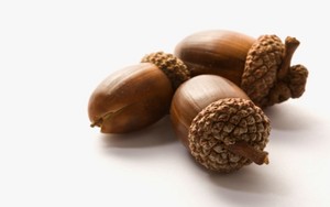 Manusia Zaman Purba Alami Kerusakan Gigi Karena Konsumsi Acorn