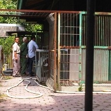 Mayat Singa KBS Sudah Diformalin, Petunjuk Polisi Makin Buntu