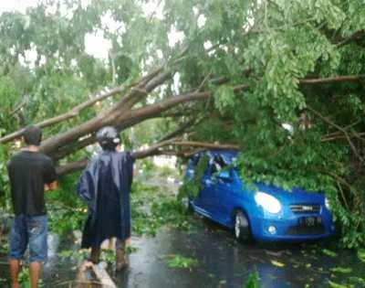 Braak! Pohon Tumbang Timpa Mobil