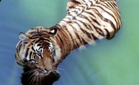 Harimau India Bunuh 4 Orang dalam 12 Hari