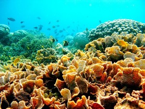 Ini Masalah-masalah Pengembangan Wisata Selam di Indonesia