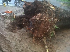 Pohon di Jl Kwitang Diduga Tumbang karena Akar yang Tak Kuat