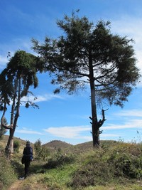 Kawasan ini cukup tandus saat musim kemarau. Namun masih tetap ada pepohonan rindang yang bisa dijadikan tempat berteduh saat kepanasan mendaki (Shafa/detikTravel)