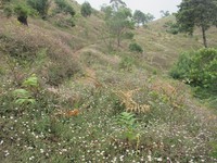 Saat musim kemarau, seluruh bukit di sana akan diselimuti tanaman bunga kecil yang berwarna-warni. Terasa seperti di negeri dongeng! (Shafa/detikTravel)