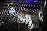 Pelempar telur ke Anas dimasukkan ke mobil polisi untuk dibawa ke Polda Metro. Lamhot Aritonang/detikFoto.