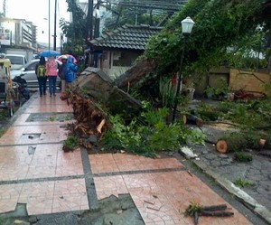 Hujan Angin di Bandung, 23 Pohon Tumbang dan Puluhan Reklame Rubuh