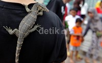 Beragam reptil dibawa, seperti kadal, iguana, ular dan lainnya.