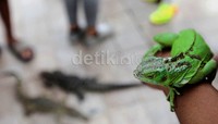 Hampir setiap minggu mereka kumpul untuk bertukar informasi dan mengenalkan reptil kepada para masyarakat.
