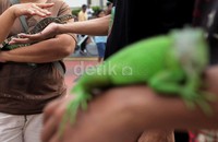Warga pun diperkenankan untuk memang reptil tersebut.