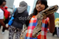 Seorang bocah tampak memegang seekor ular.