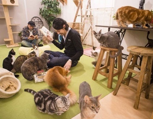 Di Kafe ini Anda Bisa Baca Komik Sambil Bermain dengan Kucing