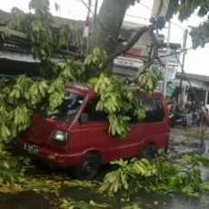 Hati-hati, Ratusan Pohon Tua di Bandung Rawan Tumbang