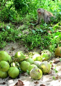 Menjadi bagian Taman Nasional Merubetiri, Teluk Ijo dihuni kera yang seringkali jahil. Turis wajib waspada menaruh barang bawaan (Budi/ detikTravel)