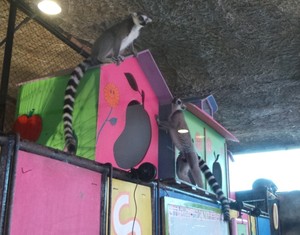 Ini Dia Tampang Aneka Hewan Menggemaskan di Batu Secret Zoo