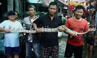 Ular ini memiliki panjang 2 meter. Lamhot Aritonang/detikFoto.