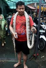 Warga Korban Banjir Tangkap Ular Piton