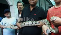 Ular tersebut ditangkap warga saat sedang memakan seokor ayam. Lamhot Aritonang/detikFoto.