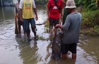 Warga yang menjaring ikan ini mendapatkan ikan lele, sepat dan mujair.