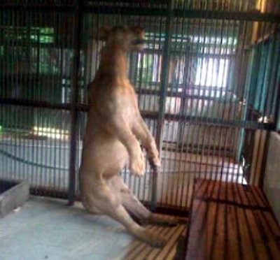 Kisah 2 Kasus Aneh di KBS Sebelum Michael Mati di Kandang