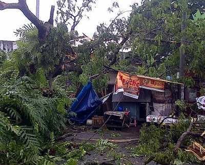 Braak! Pohon Tumbang Timpa Mobil, 6 Sepeda Motor dan 5 Warung