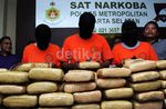 Polisi Tangkap 3 Pengedar Ganja
