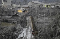 Ribuan hektar lahan pertanian tertutup abu vulkanik Gunung Sinabung. REUTERS/Beawiharta.     