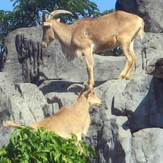 Polisi Selidiki Kematian Kambing Gunung Koleksi KBS