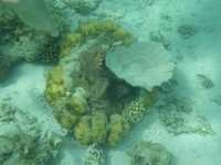 Seperti ini terumbu karang yang ada di bawah laut Pulau kelor. Ikan warna-warni seperti ikan badut ini pun dapat mudah ditemui (Shafa/detikTravel)