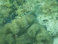 Semakin ke dalam, semakin cantik terumbu karang yang akan ditemui. Datanglah pada siang hari saat ombak belum terlalu kencang, Anda pun bisa mencoba free dive dan lebih dekat dengan terumbu karang serta biota laut lainnya (Shafa/detikTravel)