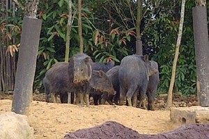 Mau Safari Sungai Lihat Hewan Liar di Singapura, Bisa!