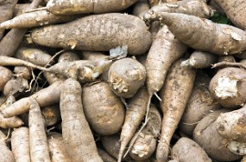 Hati-hati, Buah dan Sayur Populer Ini Ternyata Beracun dan Mematikan (2)!