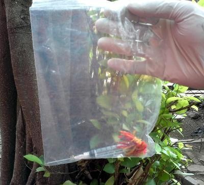 Jarum Suntik Kosong Ditemukan Tak Jauh dari Kandang Singa Michael