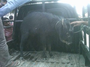 Warga Tangkap Kambing Gunung yang Turun dari Lereng Sinabung