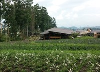 Pilih di area manapun, pengunjung akan disuguhi pemandangan alam yang luar biasa. Pohon yang menjulang, hamparan rumput dan kebun bunga, serta danau (Tya/detikTravel)