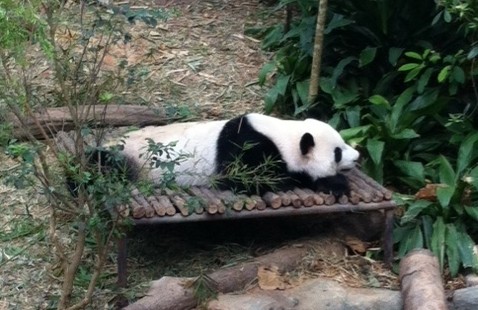 Gemas! Mengintip 2 Panda Super Lucu di Singapura