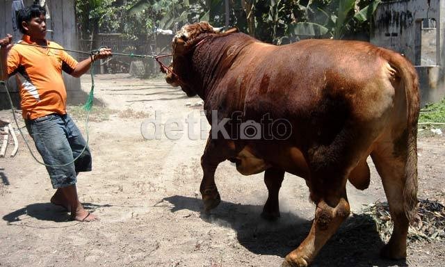 Impor Induk Sapi Direncanakan Bakal Bebas Pajak