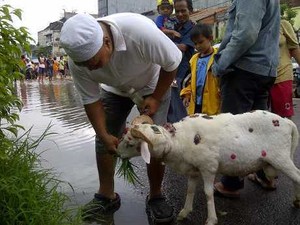 Rizal, Si Kambing Imut Ikutan Main Banjir di Jatinegara