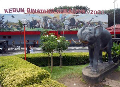 Walikota Risma Siap Laporkan Konflik KBS ke KPK