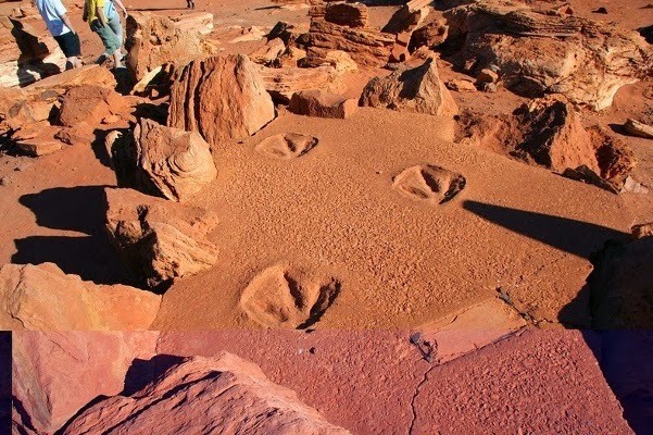 Ada Jejak Kaki Dinosaurus 130 Juta Tahun di Australia