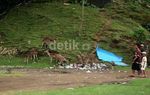 Rusa dan Monyet Berebut Sampah di Pangandaran