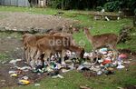 Rusa dan Monyet Berebut Sampah di Pangandaran