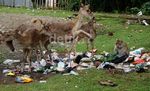 Rusa dan Monyet Berebut Sampah di Pangandaran