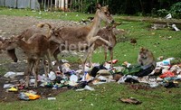     Rusa dan monyet memakan sampah yang berserakan di areal parkir.
