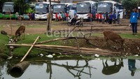     Sampah-sampah yang dimakan hewan tersebut antara lain kertas, kardus, rumput, dan bungkus daun pisang.