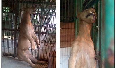 Lamban Tangani Kasus Matinya Satwa KBS, Polisi Dianggap Malas