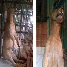 Lamban Tangani Kasus Matinya Satwa KBS, Polisi Dianggap Malas