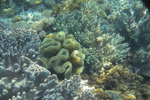 Terumbu Karang di Pantai Pink Flores, Juara!