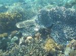 Terumbu Karang di Pantai Pink Flores, Juara!