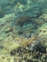 Terumbu Karang di Pantai Pink Flores, Juara!