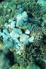 Terumbu Karang di Pantai Pink Flores, Juara!